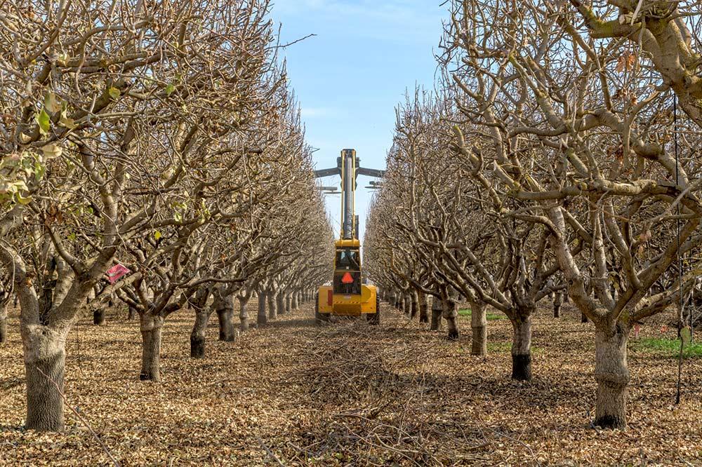 Orchard Topping, Hedging & Pruning: What Growers Should Know