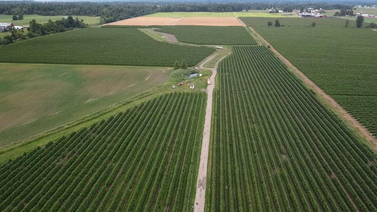 Lynden