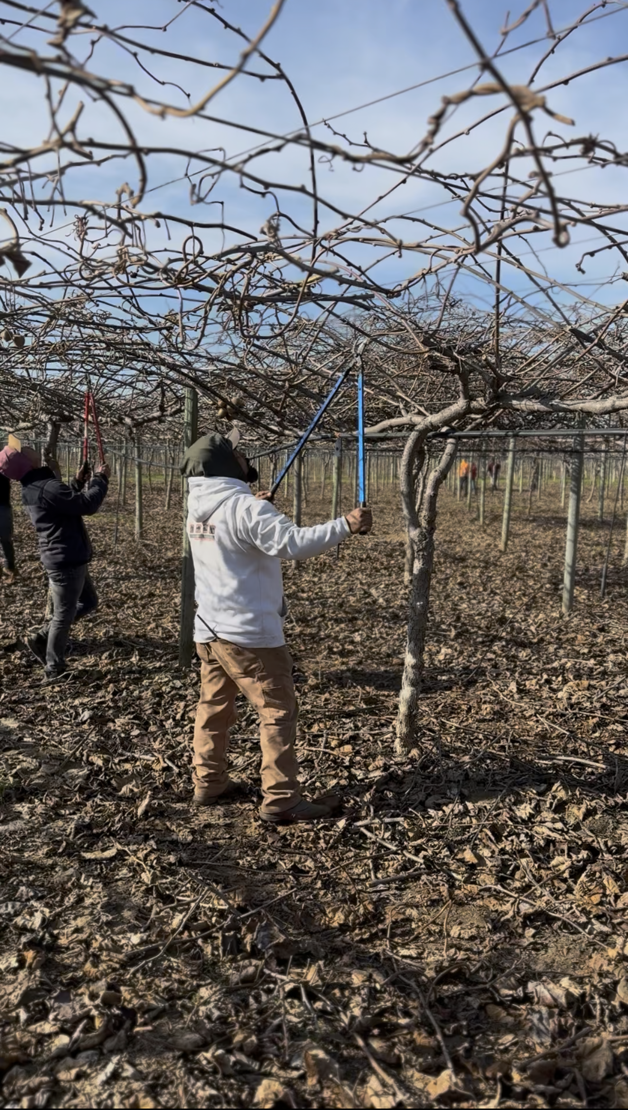 Urbina Farm Management field photo