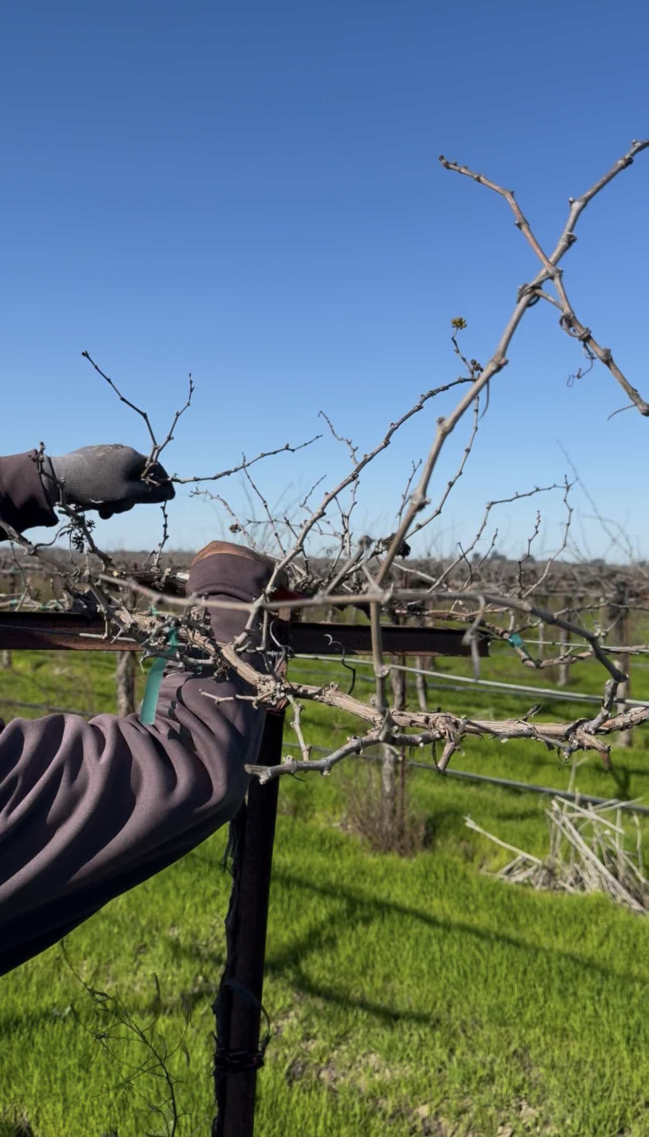 Urbina Farm Management field photo