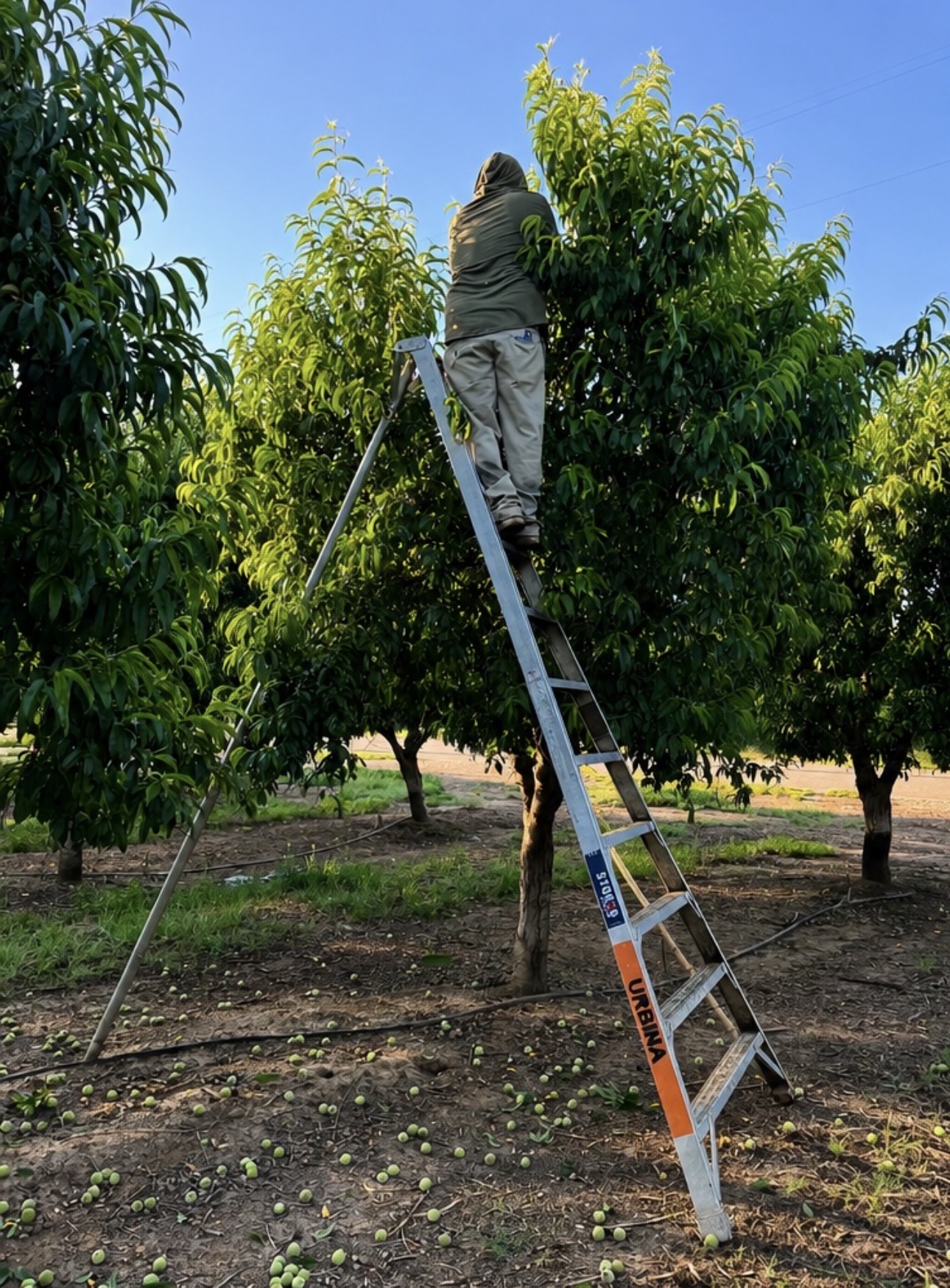 Urbina Farm Management field photo