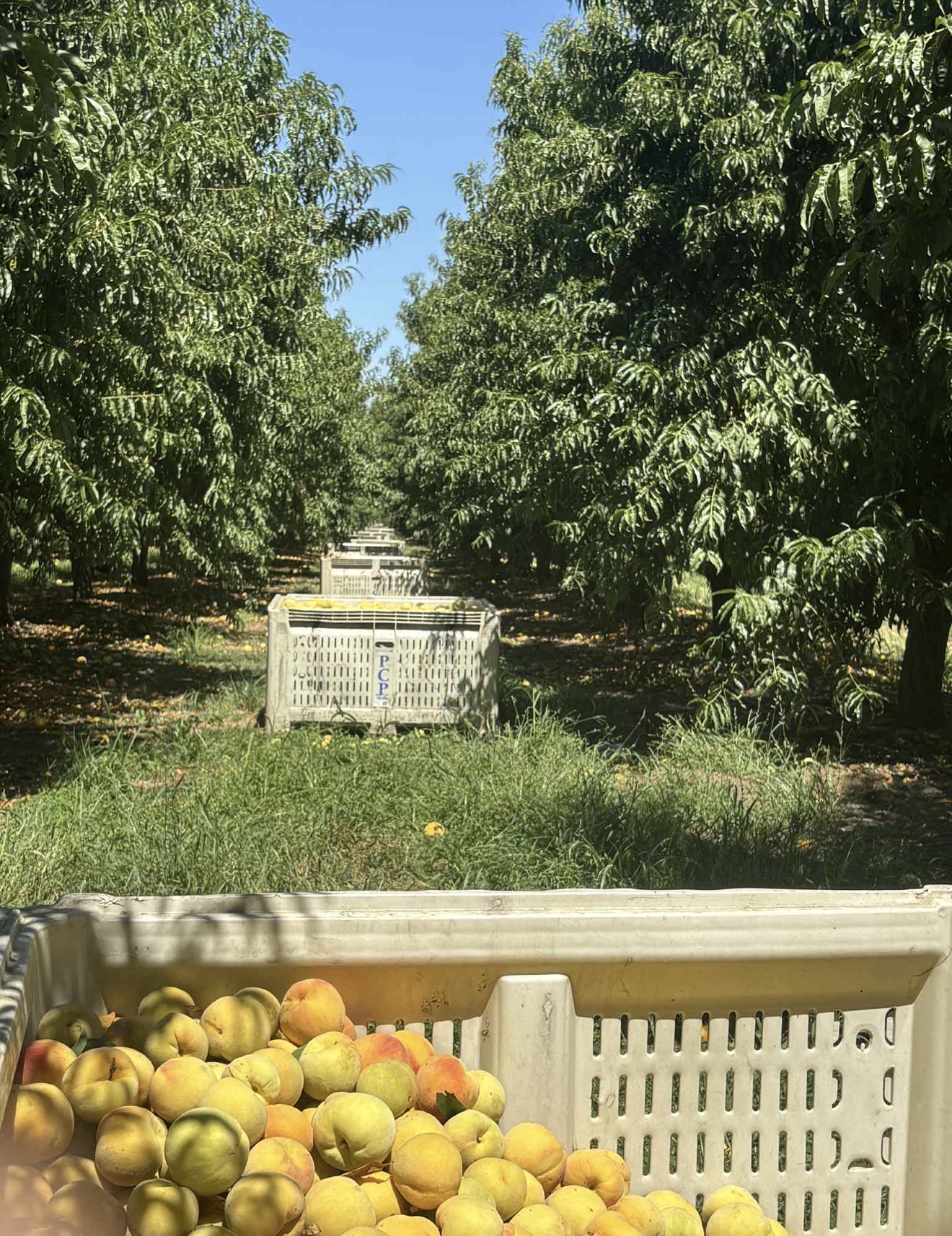 Guzman Farm Labor Contracting, LLC field photo