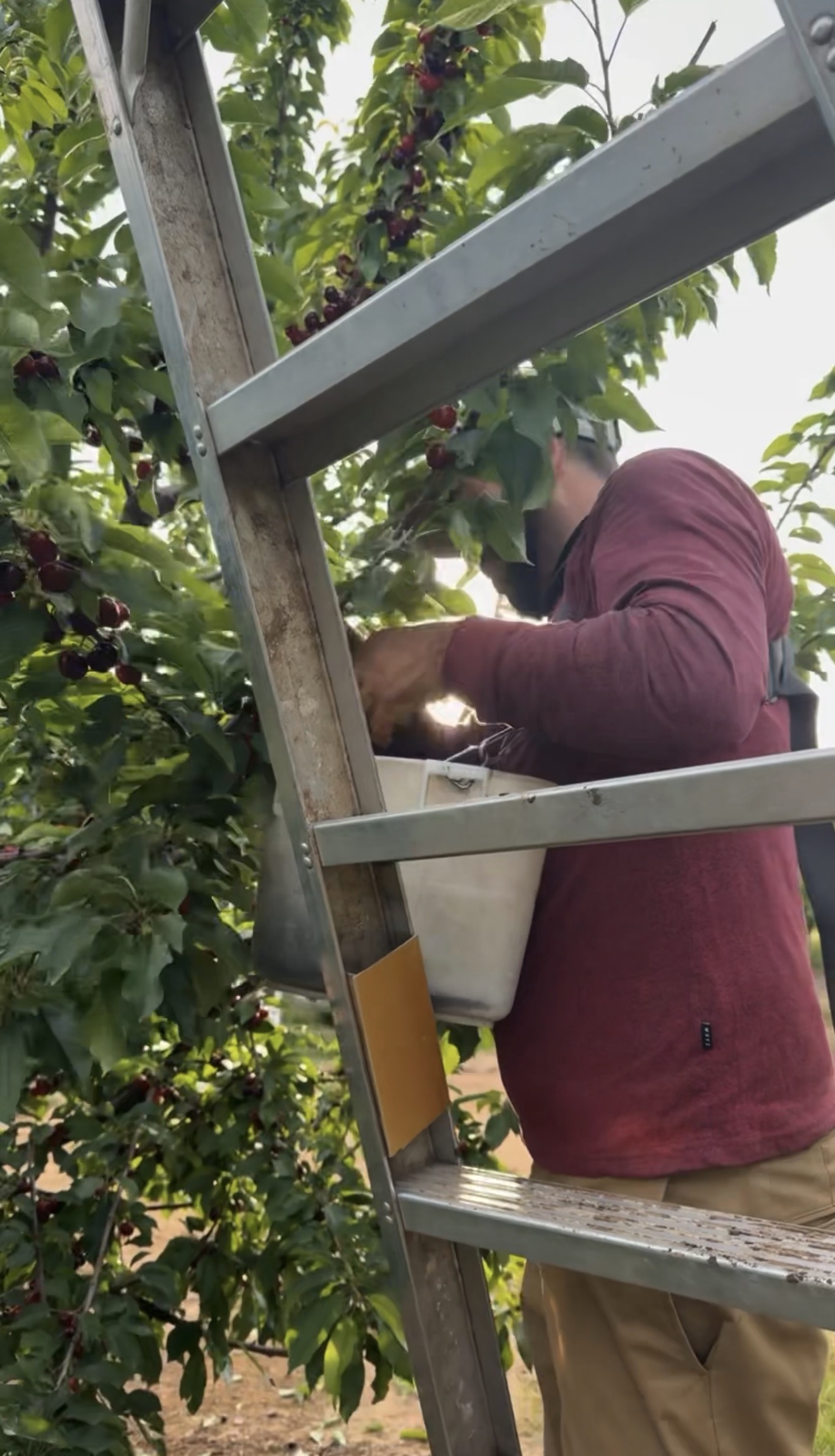 Guzman Farm Labor Contracting, LLC field photo