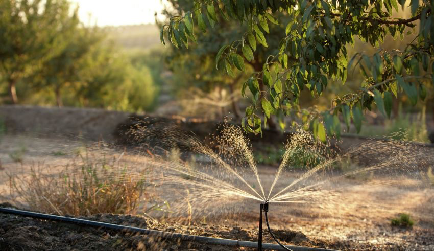 California Water Update 2026: Allocations, SGMA, and What It Means for Growers