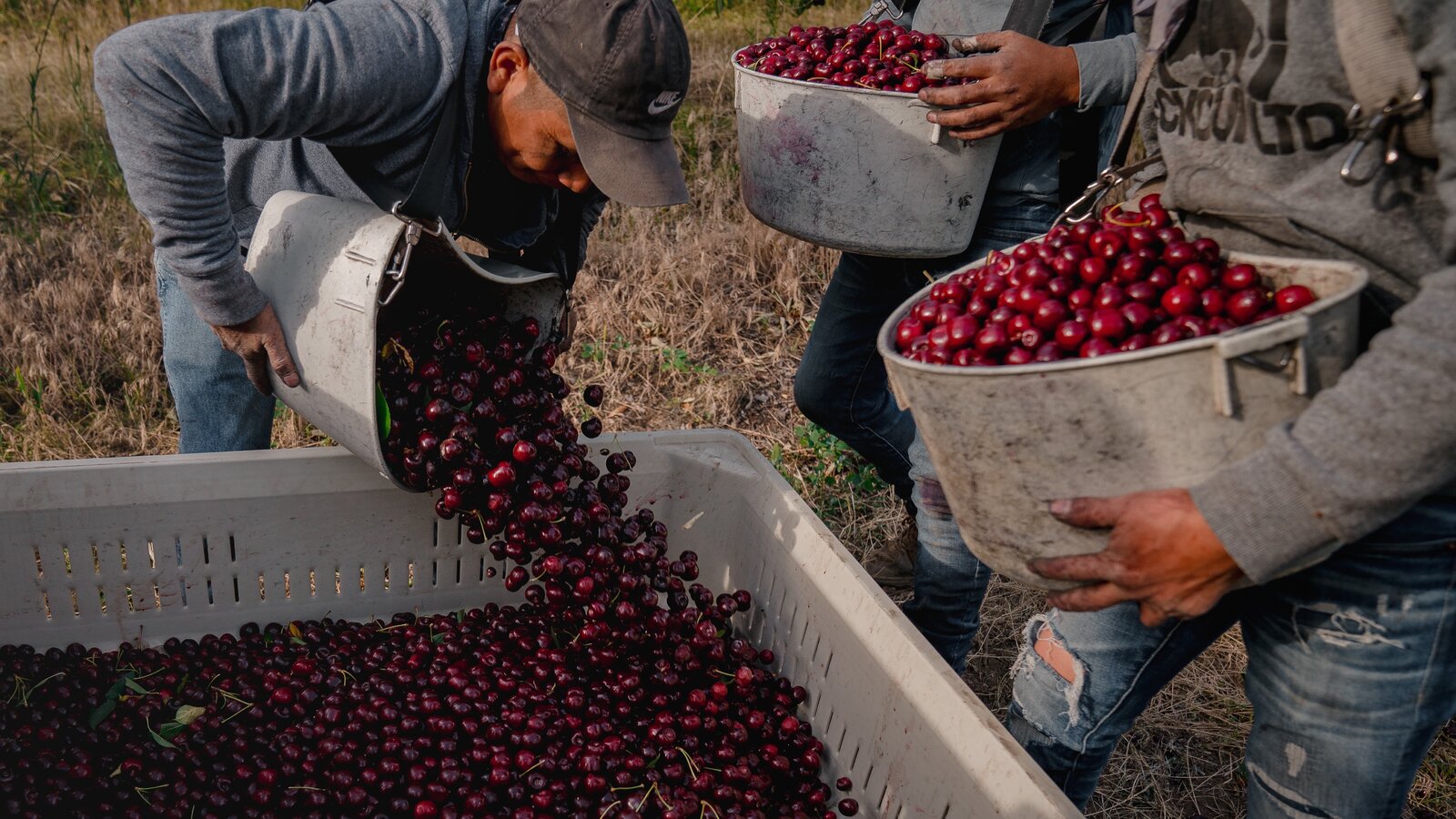 California Cherry Harvest 2026: Timing, Labor, Prices & Harvest Services Guide