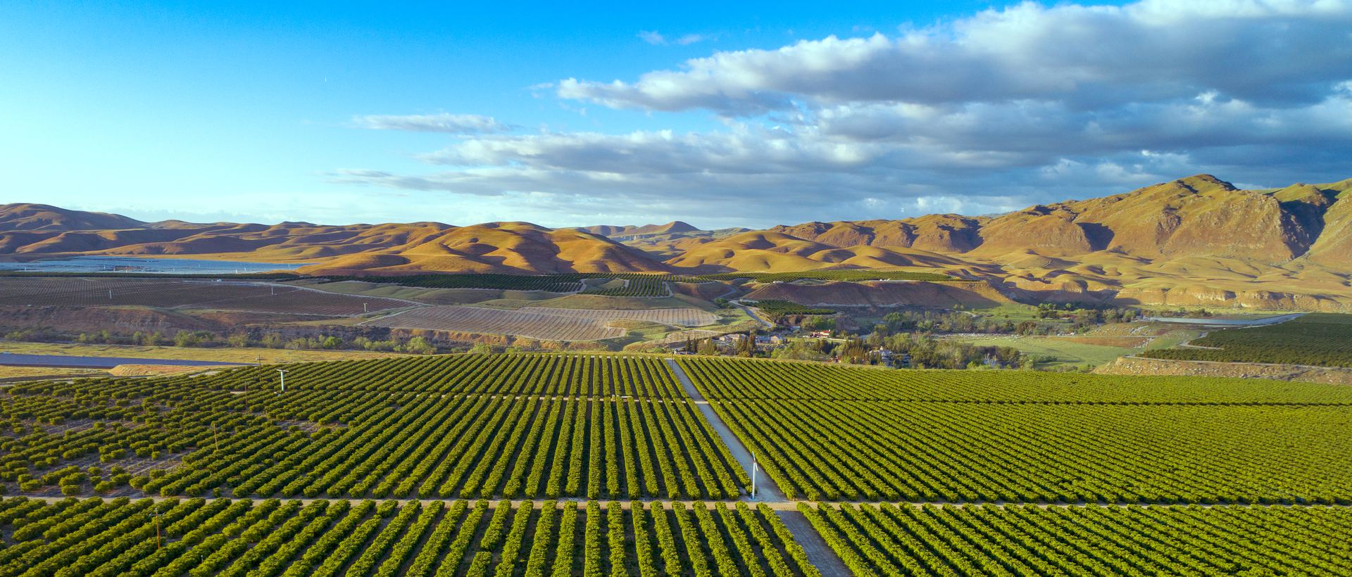 Bakersfield agricultural landscape
