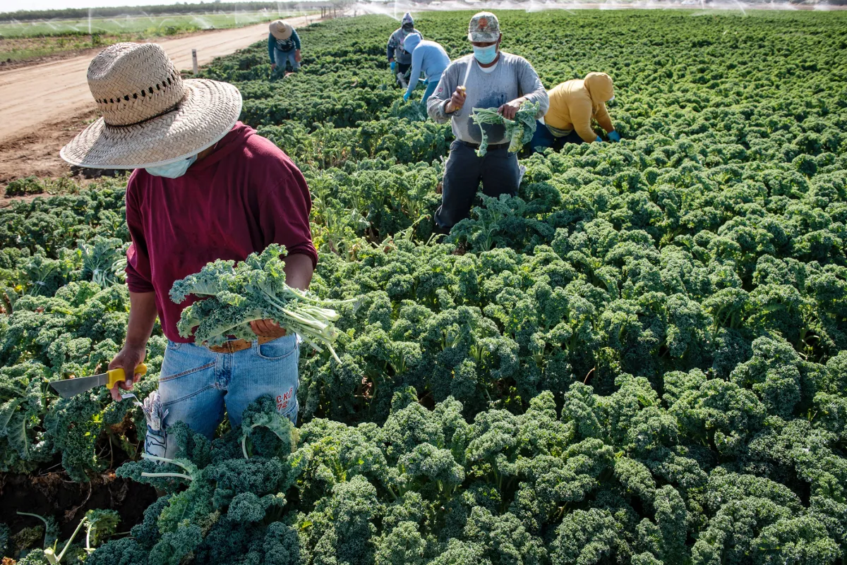 Vegetables & Specialty Crops