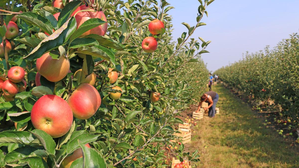 Fruit Orchards